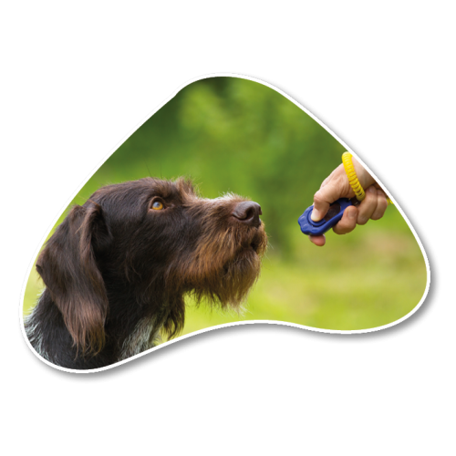 Training & Behaviour